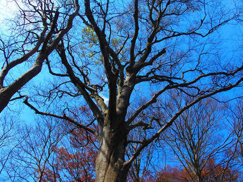 190414hatimoriyama-116