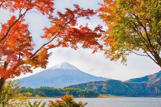 富士・紅葉