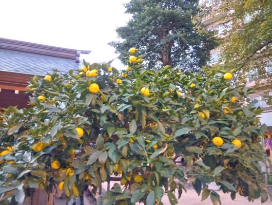 251106062833533-6»þ28ʬ-¤æ¤º