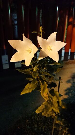 DSC_0063-桔梗