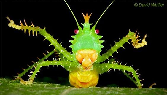 トゲアクマツユムシ