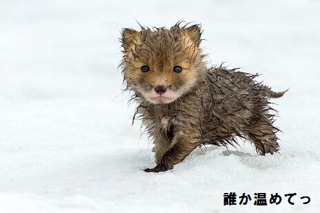 ï������Ƥ�