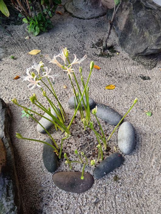 250924070442434-7»þ4ʬ