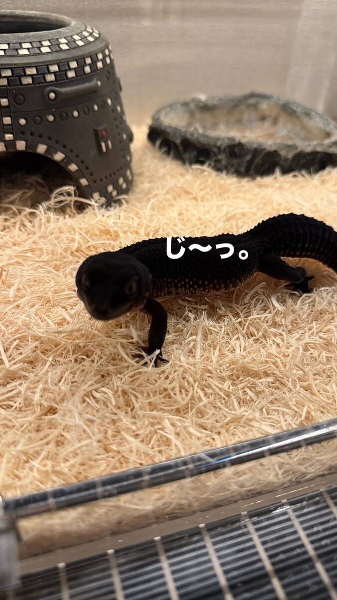 山田涼介 着用 GUCCI オウル（ふくろう）シェイプ バッグ チャーム GUCCIのふくろうのキーホルダーがじ〜っ。 ブラックナイトの