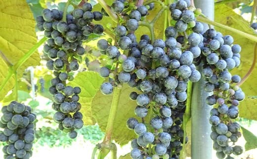 sd3_4f15d77768da3c95eca9d0485004baa2fe2981e4