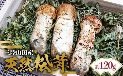 ふるさと特産品 ＜先行予約＞芳賀榮三きのこ園さんの松茸 : 山田