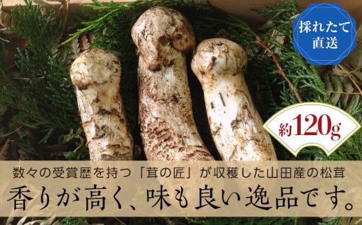 岡山県産のマツタケ初入荷…2本70グラムで6万4800円 岡山県産のマツタケ初入荷…2本70グラムで6万4800円