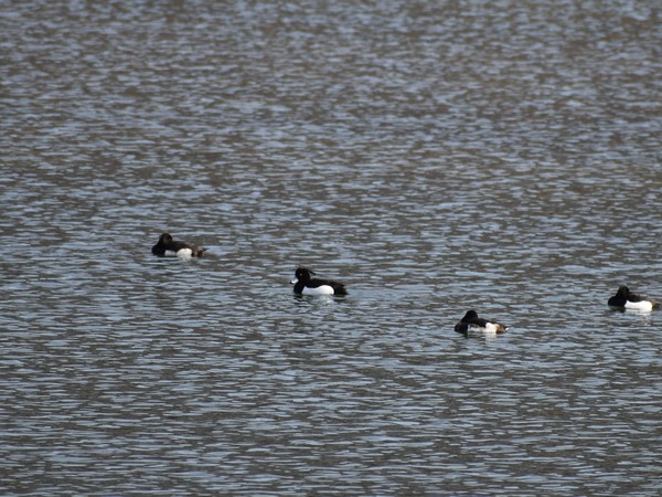 DSC_0198.JPG-拡大-1.jpg-s