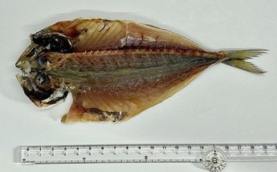d5db267c.jpg