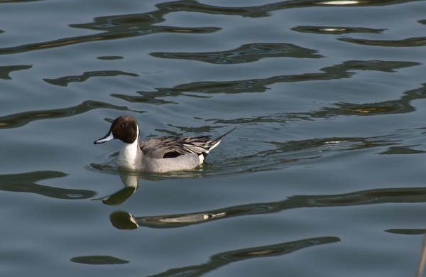 DSC_0220.JPG-6.jpg-s