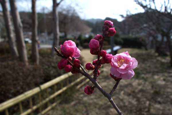 DSC_0060.jpgコピー