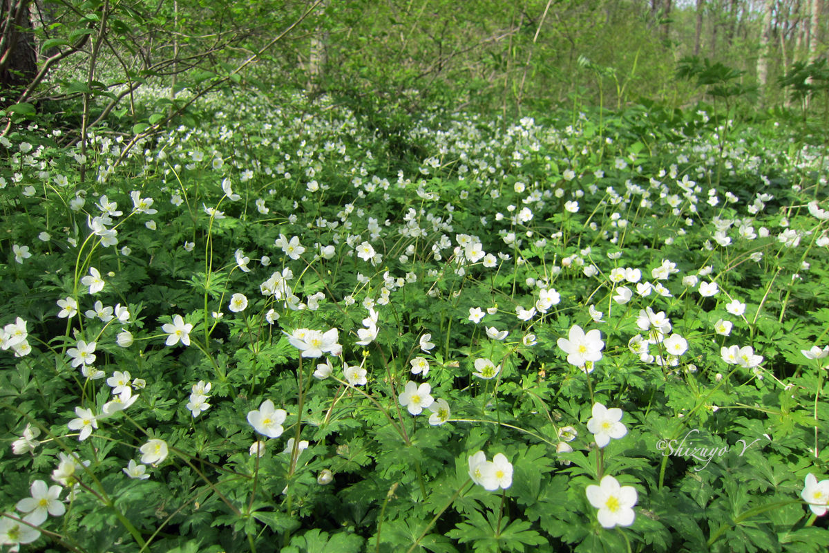 イチリンソウ ニリンソウ サンリンソウの花たち 野の花 山の花 散策で出会った花達