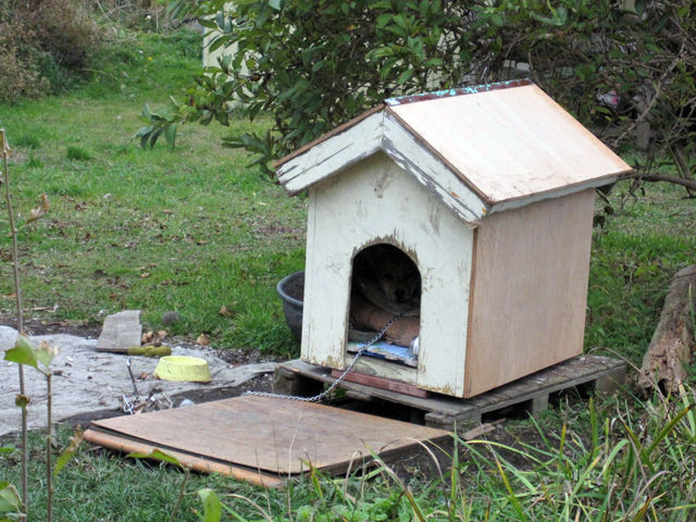 静内ねこや食堂 新冠椿サロン夕焼け店 青年よ うまい飯をいただけ 日常編