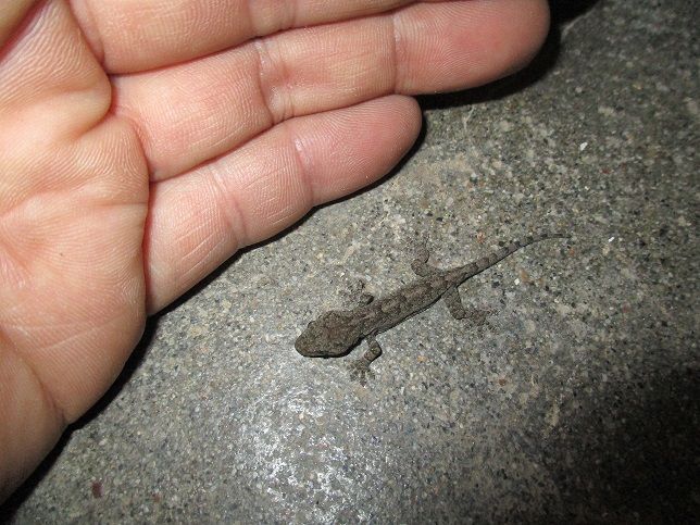 ヤモリの子供 Gecko S Baby 春夏秋冬 Four Seasons 岐阜県山県市で田舎暮らしblog
