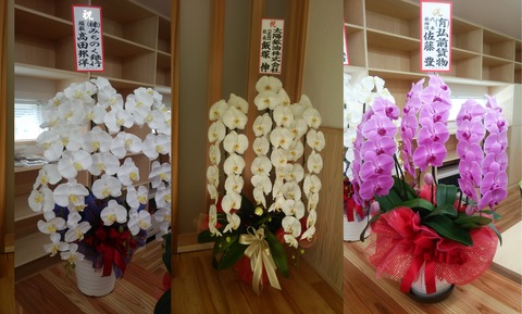 竣工祭胡蝶蘭20170925