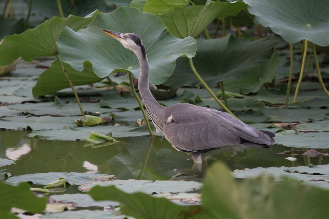 平池緑地公園のアオサギ 2 野鳥の館やまげん