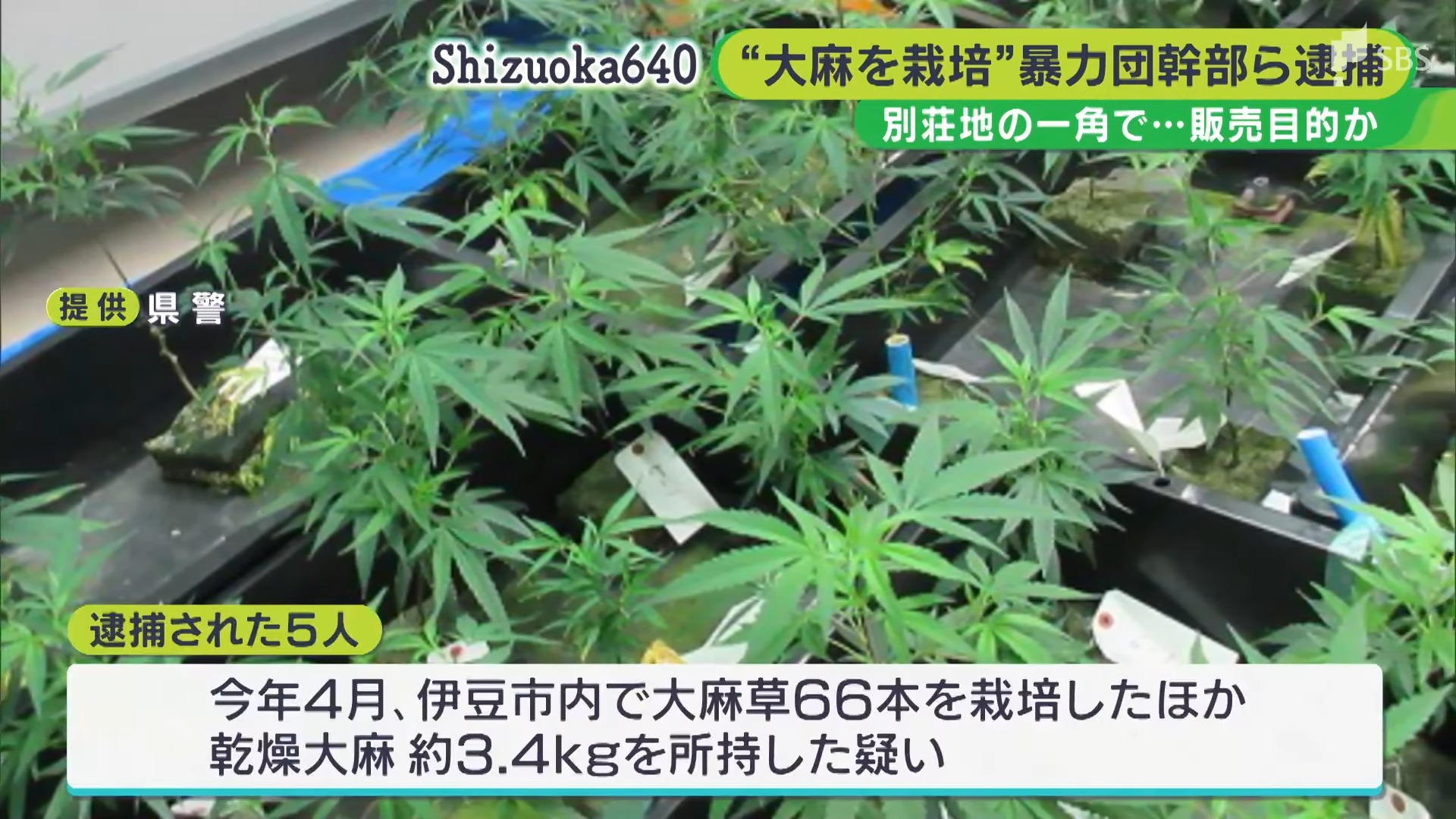 別荘の室内で大麻草66本を栽培か　山口組系暴力団幹部らを再逮捕