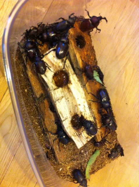カブトムシ日記 やまぐちみえのブログ カブトムシ日記 やまぐちみえのブログ