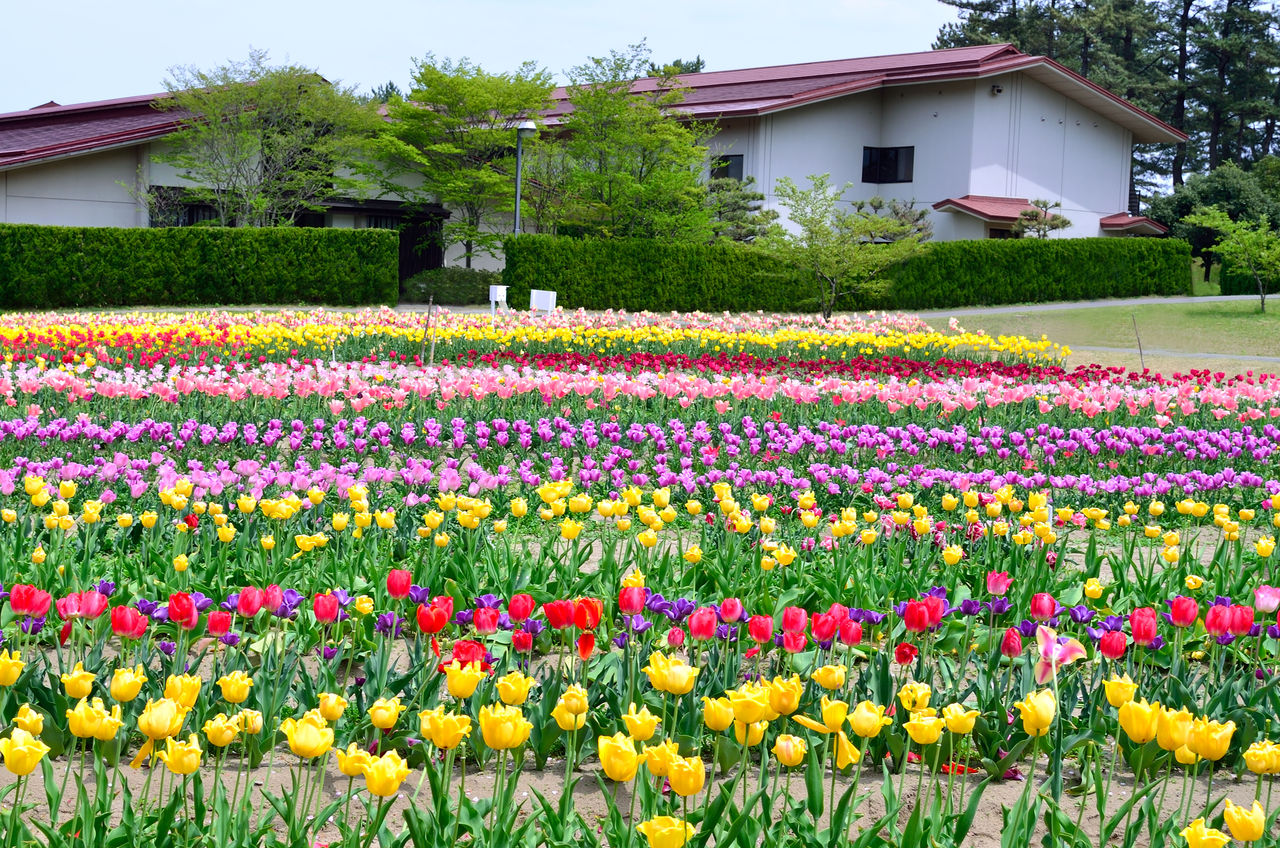 鶴岡市 いこいの村庄内 チューリップ園 しょうなの 鶴岡市 いこいの村庄内 チューリップ園 しょうなの