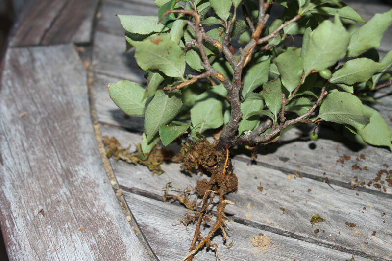 カマツカ 取り木結果 庭に顔出しこんにちは カマツカ 取り木結果 庭に顔出しこんにちは
