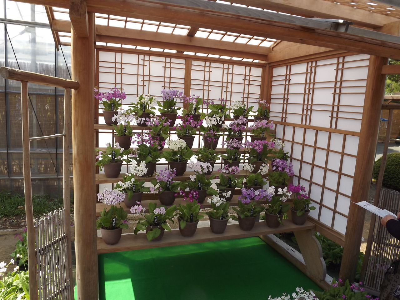 関東桜草紀行ー歴博 くらしの植物苑 日本の桜草と美術