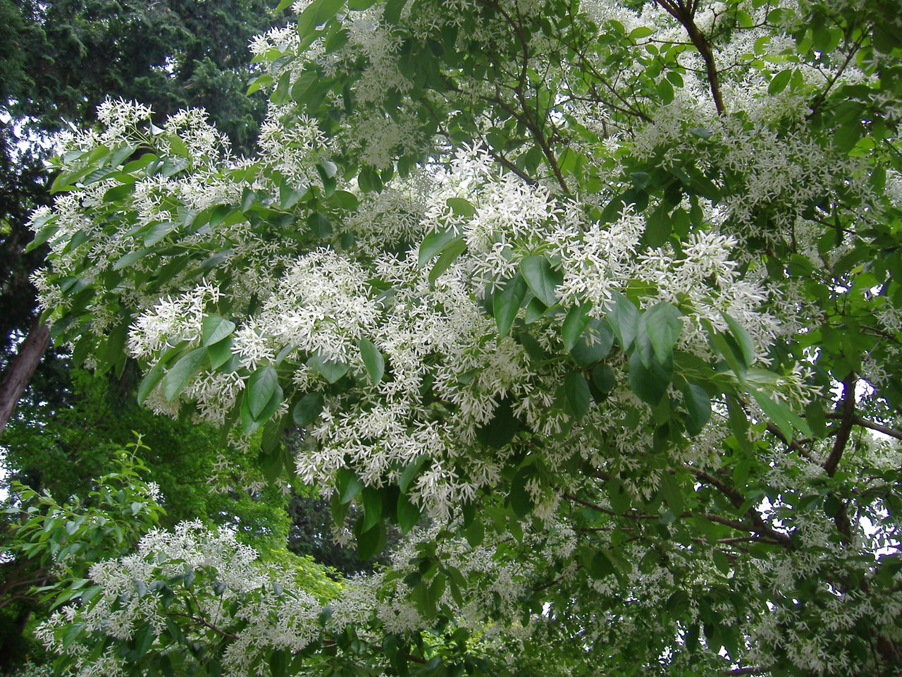 なんじゃもんじゃの花 日本の桜草と美術 なんじゃもんじゃの花 日本の桜草と美術