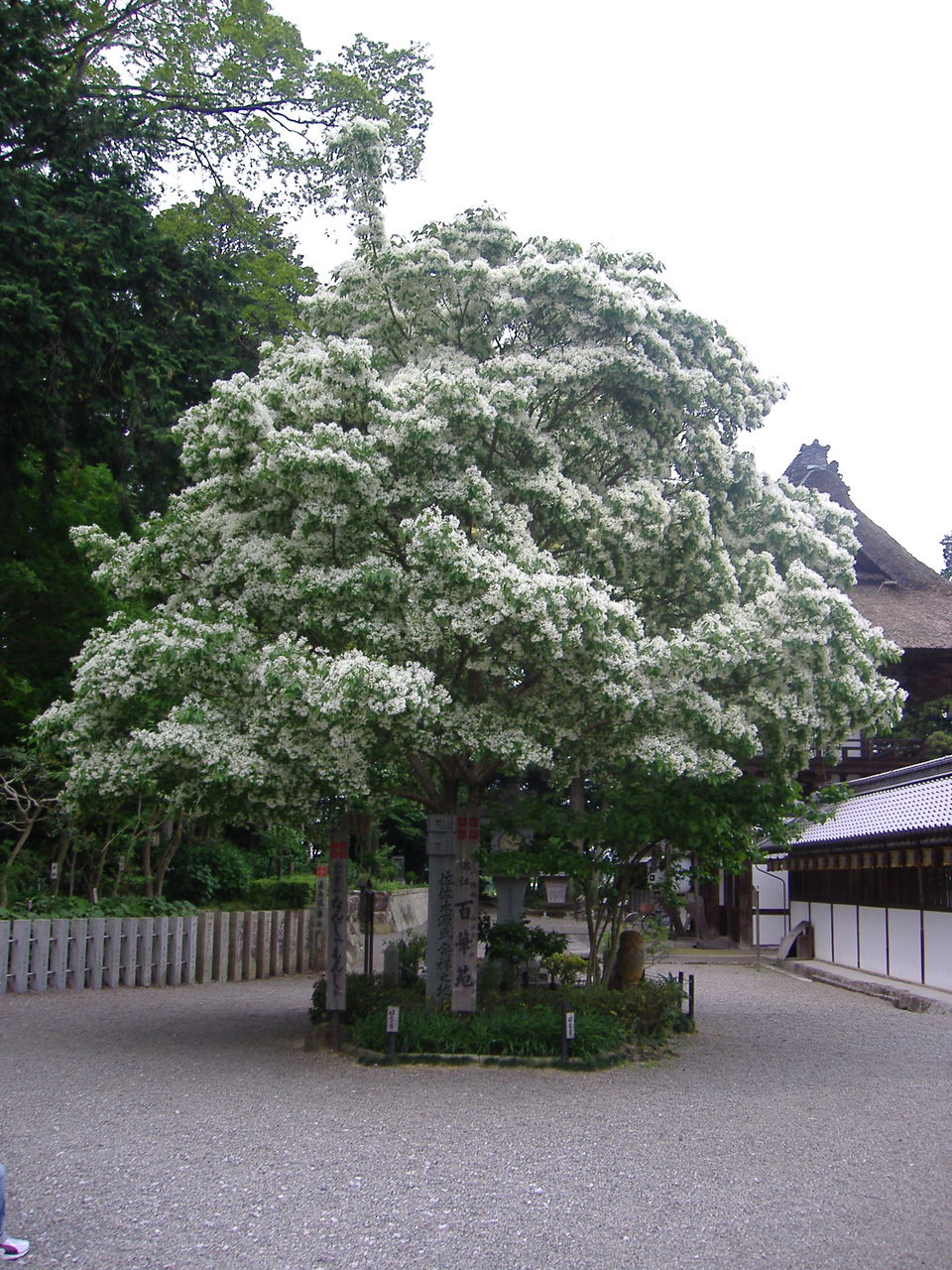 なんじゃもんじゃの花 日本の桜草と美術 なんじゃもんじゃの花 日本の桜草と美術