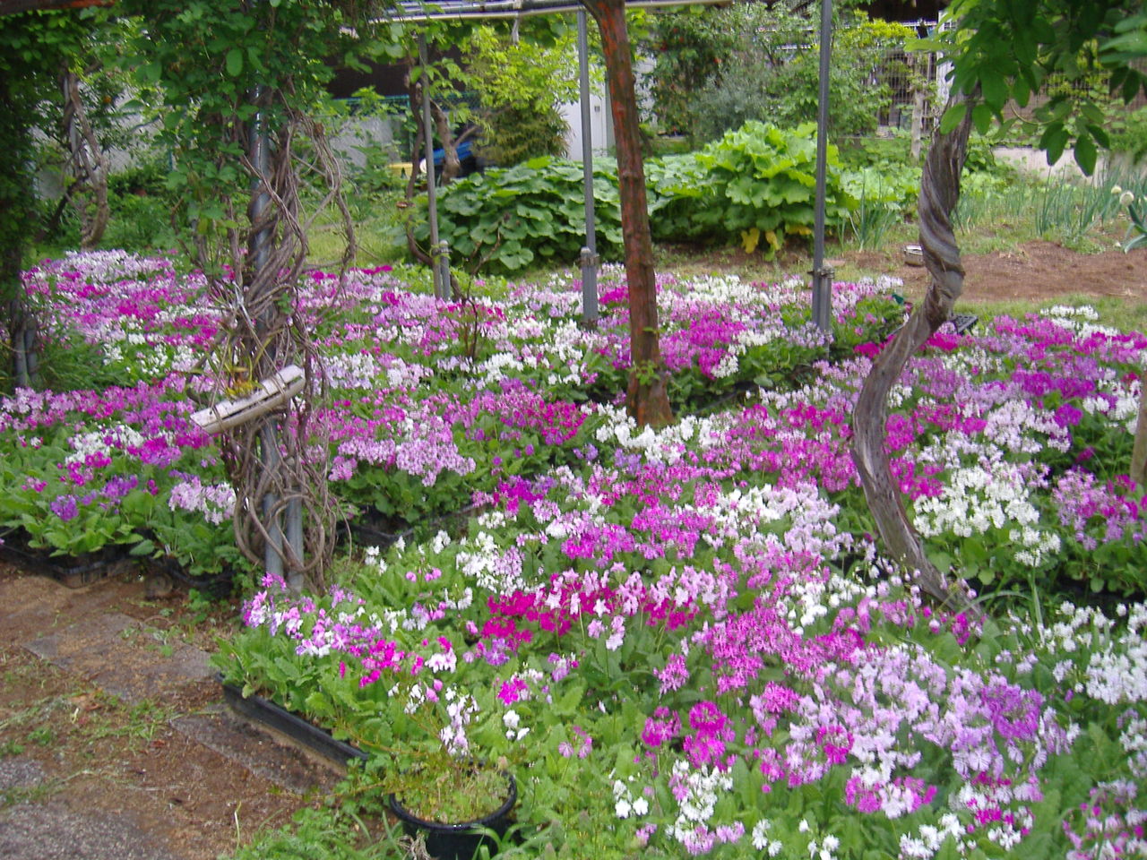 廣田氏宅の桜草圃場 日本の桜草と美術 廣田氏宅の桜草圃場 日本の桜草と美術