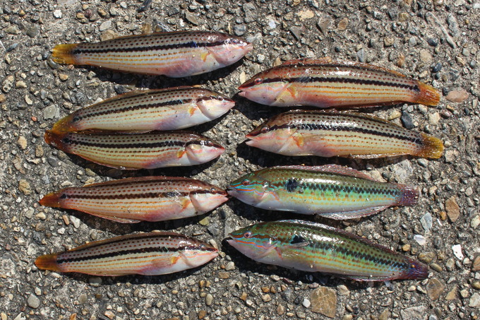 山で昼寝 21年09月