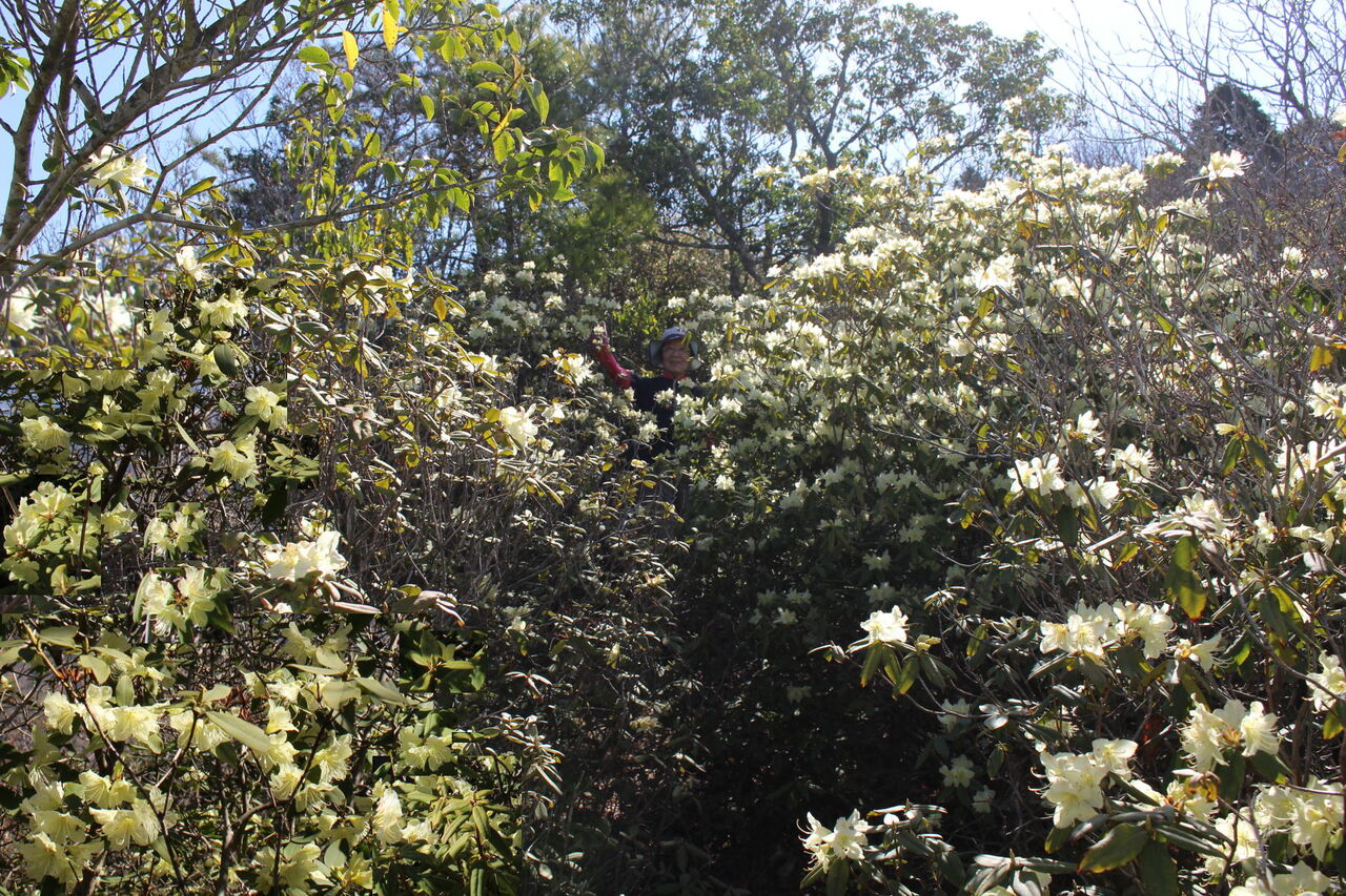 山で昼寝 ヒカゲツツジ咲く岩尾峰