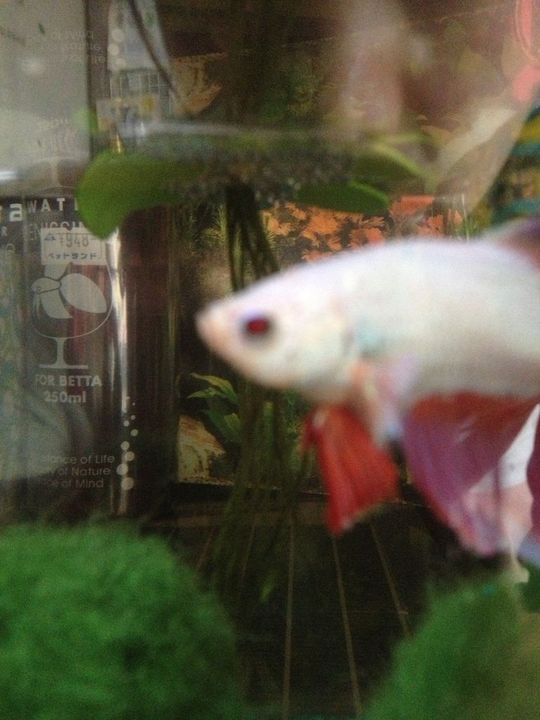 ベタなんだけど メダカ水草アクセサリー ベタる ベタなんだけど メダカ水草アクセサリー ベタる