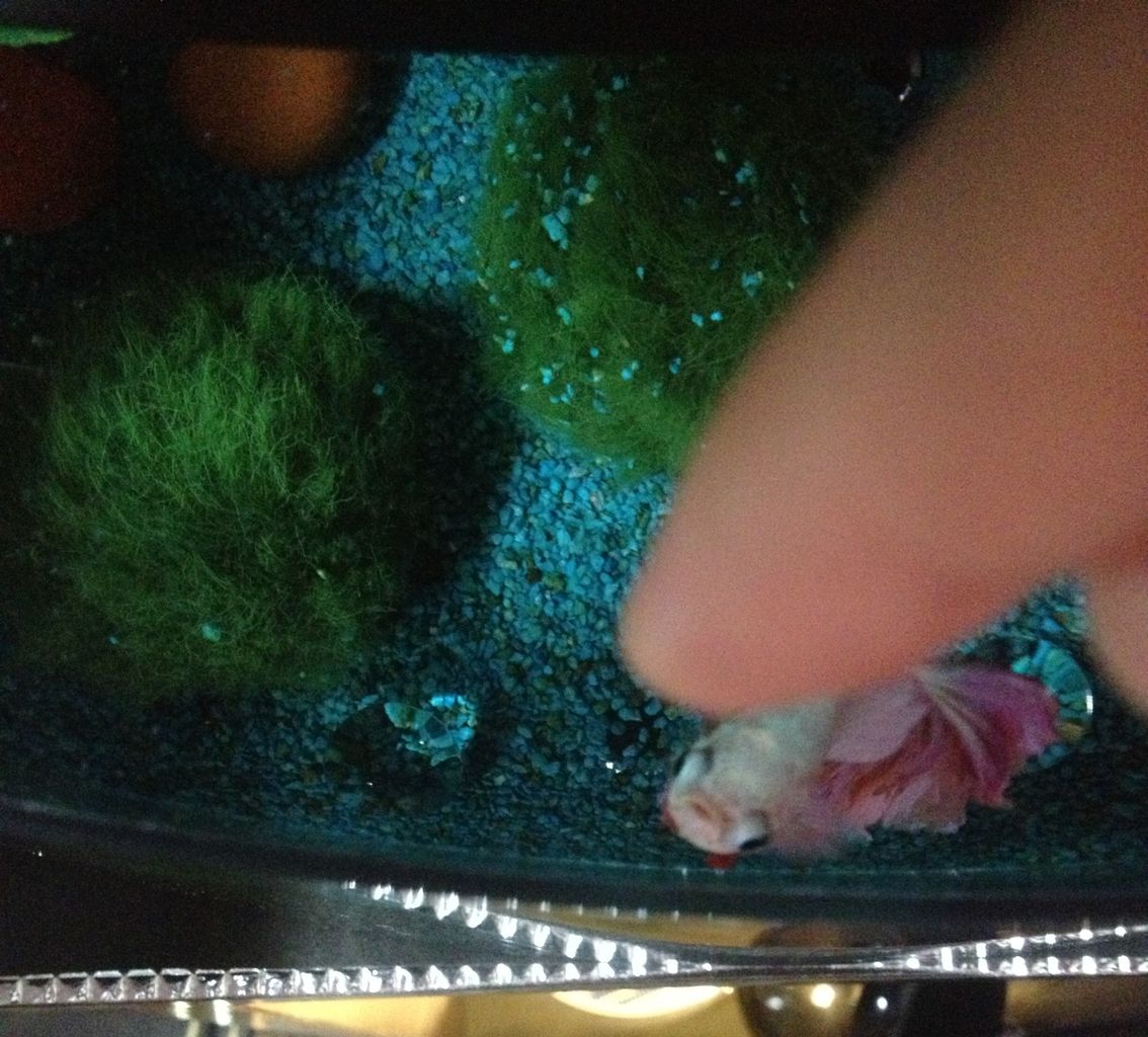 餌より指が ベタる