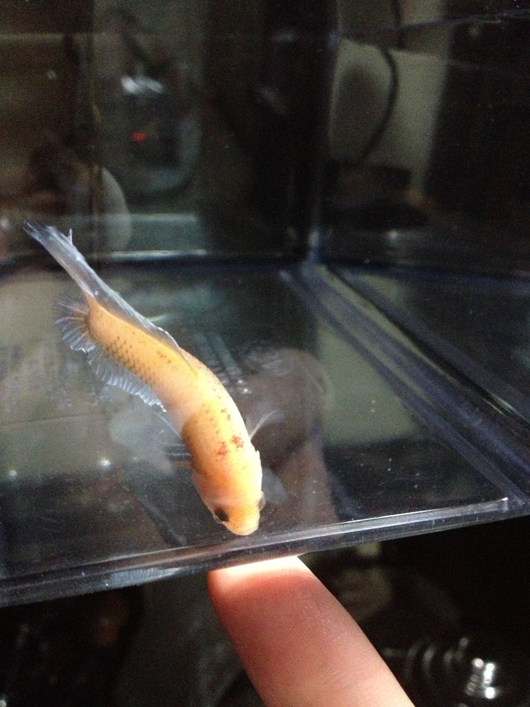 16年09月 ベタる