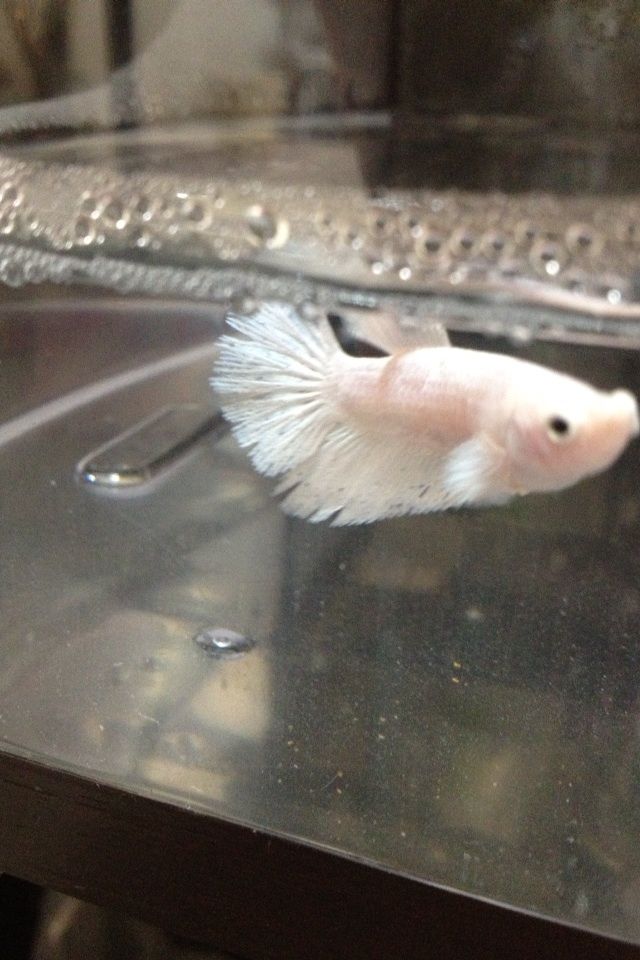 ヒレ裂け穴ボロからの再生 Suma3日目 ベタる