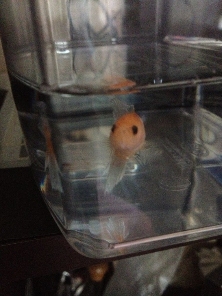 吐血のその後 ベタの持つ症状について教えていただきました ベタる 吐血のその後 ベタの持つ症状について教えていただきました ベタる