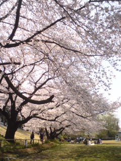 東久留米市 白山公園 の桜はサイコッ ブログ 僕にとっての春の修羅 西武線 東久留米市 白山公園 の桜はサイコッ ブログ 僕にとっての春の修羅 西武線