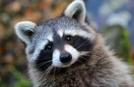In A Coon S Age 長い間 久しく という慣用句 山岸勝榮の日英語サロン In A Coon S Age 長い間 久しく という慣用句 山岸勝榮の日英語サロン