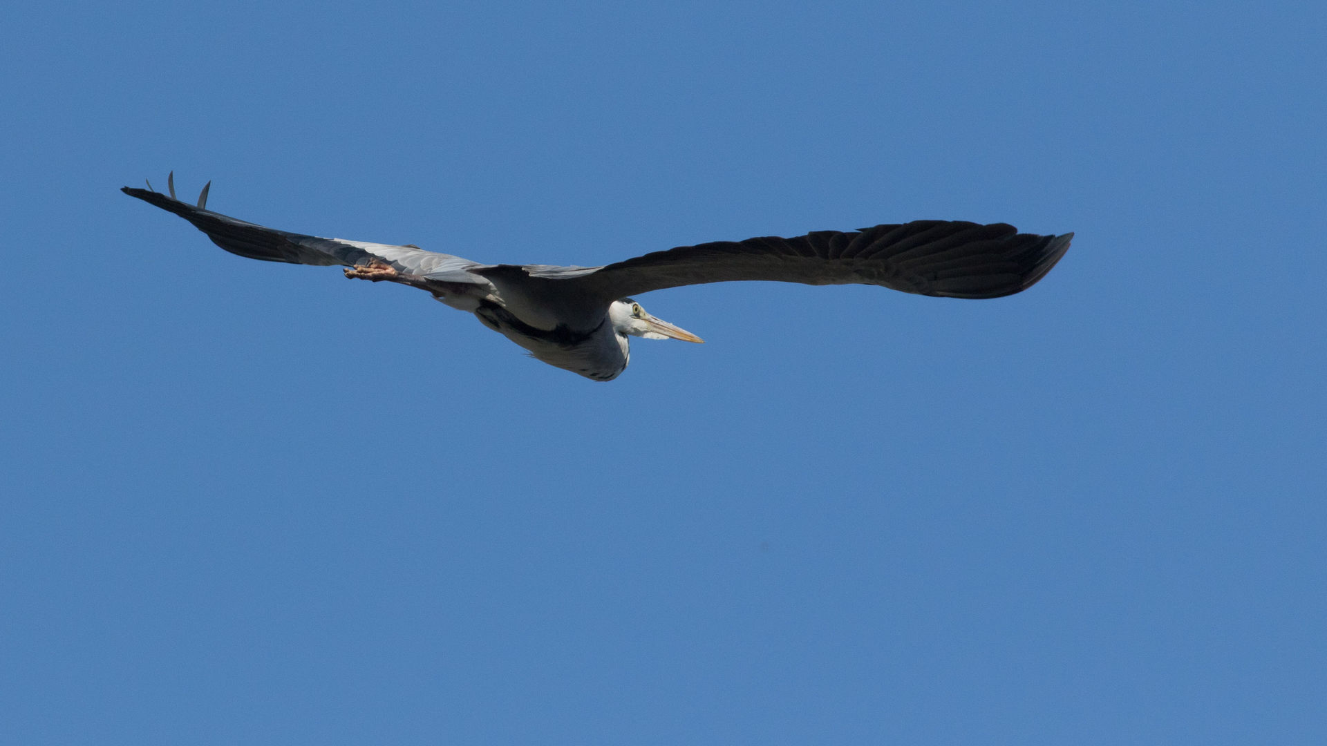飛ぶ鳥撮る練習 シニアの鳥撮り 素人日記