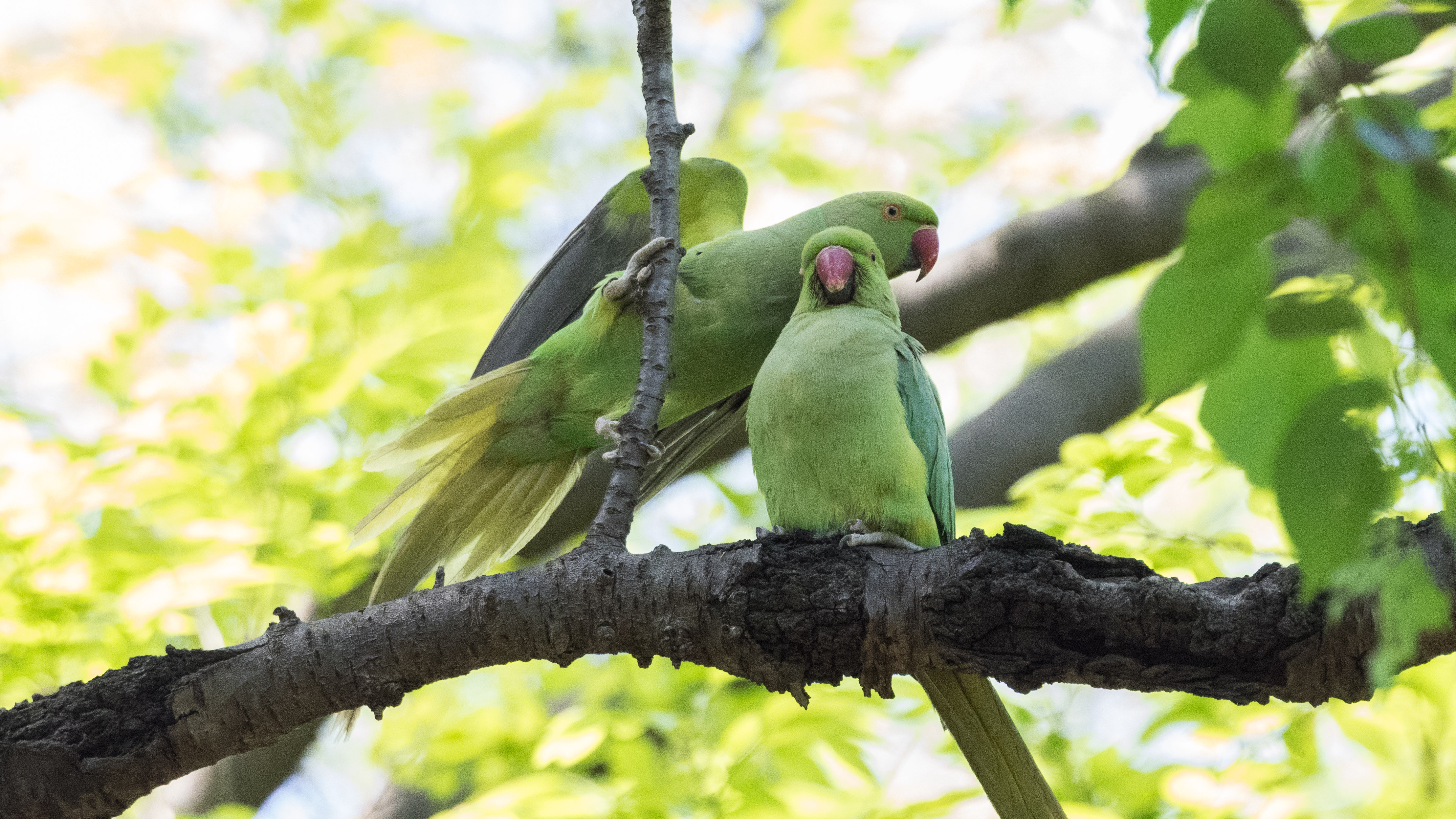 ウグイス シニアの鳥撮り 素人日記