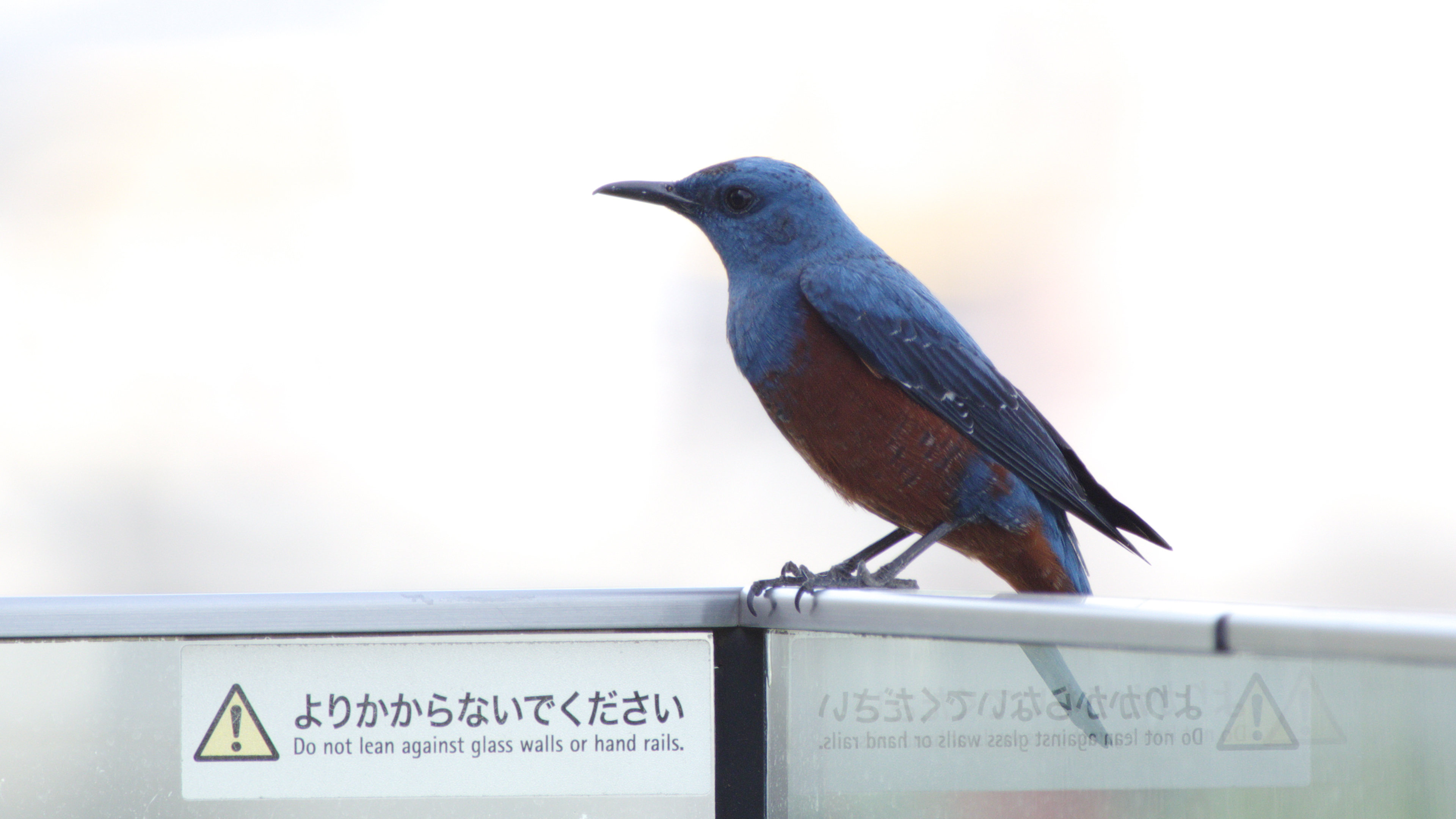 イソヒヨドリ雌雄、イワツバメ、ツバメ : シニアの鳥撮り・素人日記