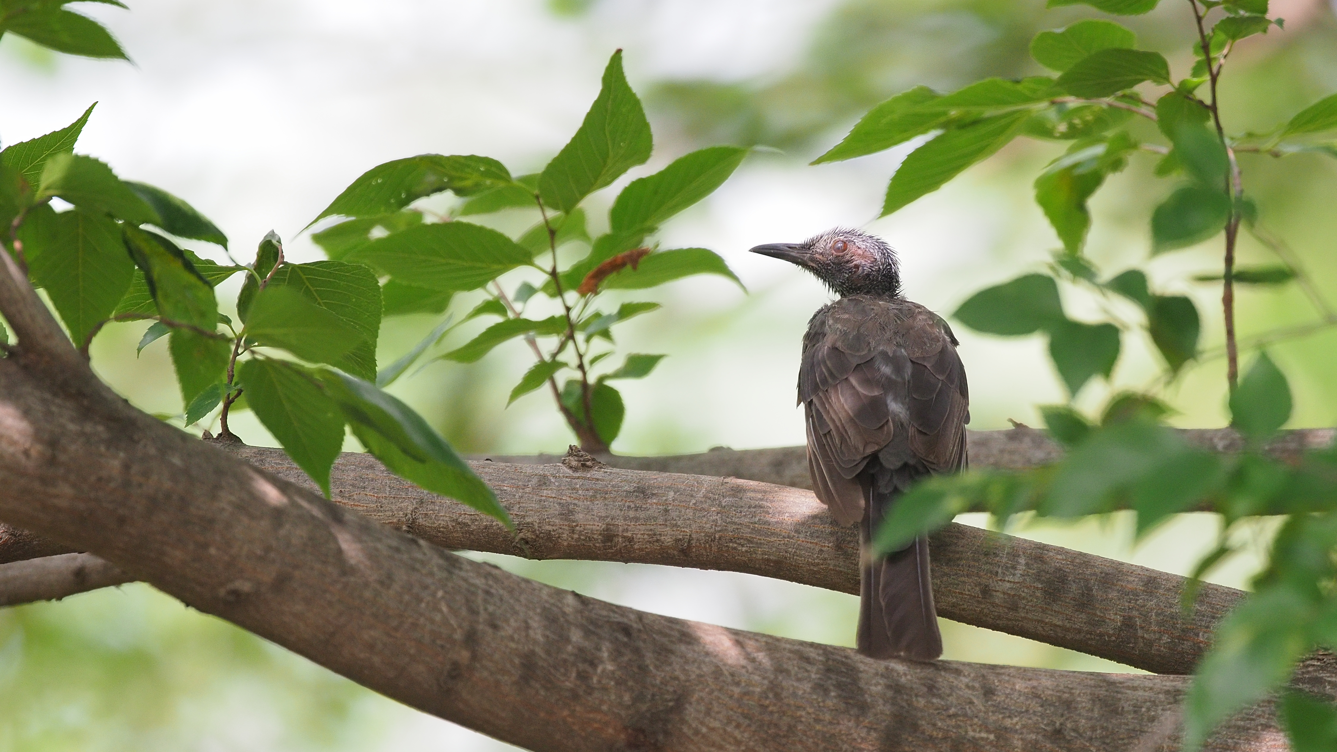 ヒヨドリの幼鳥 シニアの鳥撮り 素人日記 ヒヨドリの幼鳥 シニアの鳥撮り 素人日記