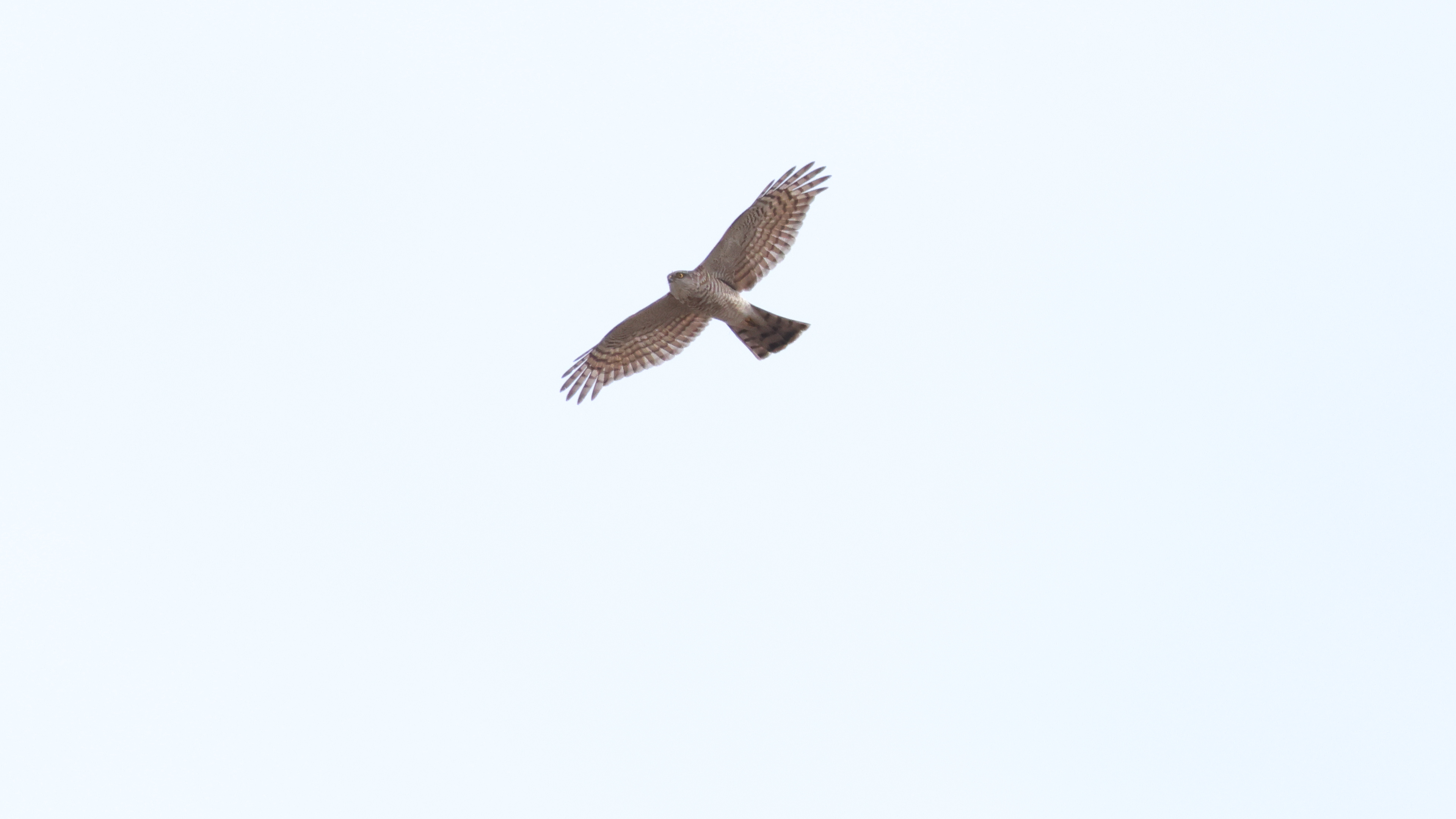ジョウビタキ雌雄、ハイタカ : シニアの鳥撮り・素人日記