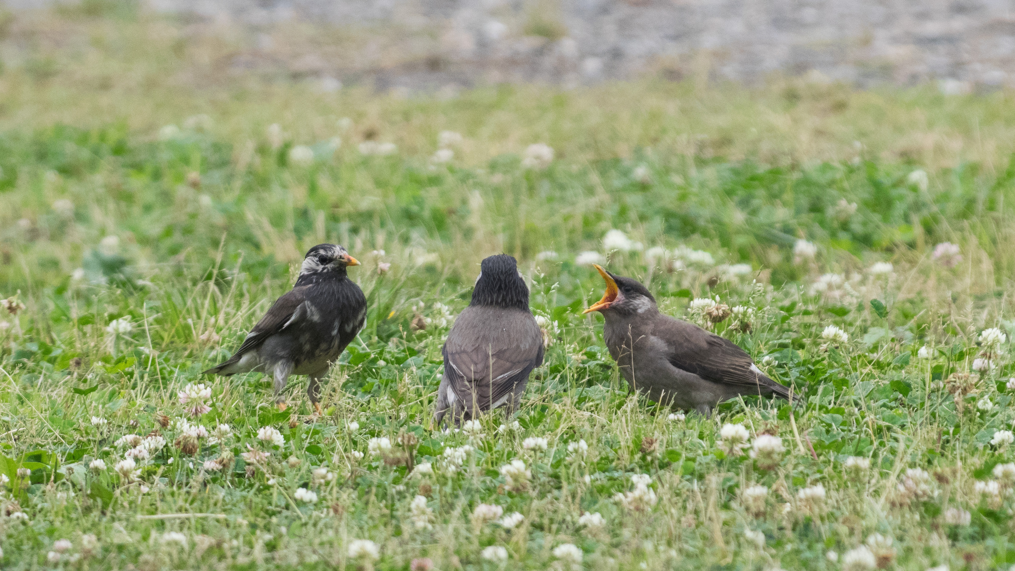 子育てに忙しいムクドリ シニアの鳥撮り 素人日記 子育てに忙しいムクドリ シニアの鳥撮り 素人日記