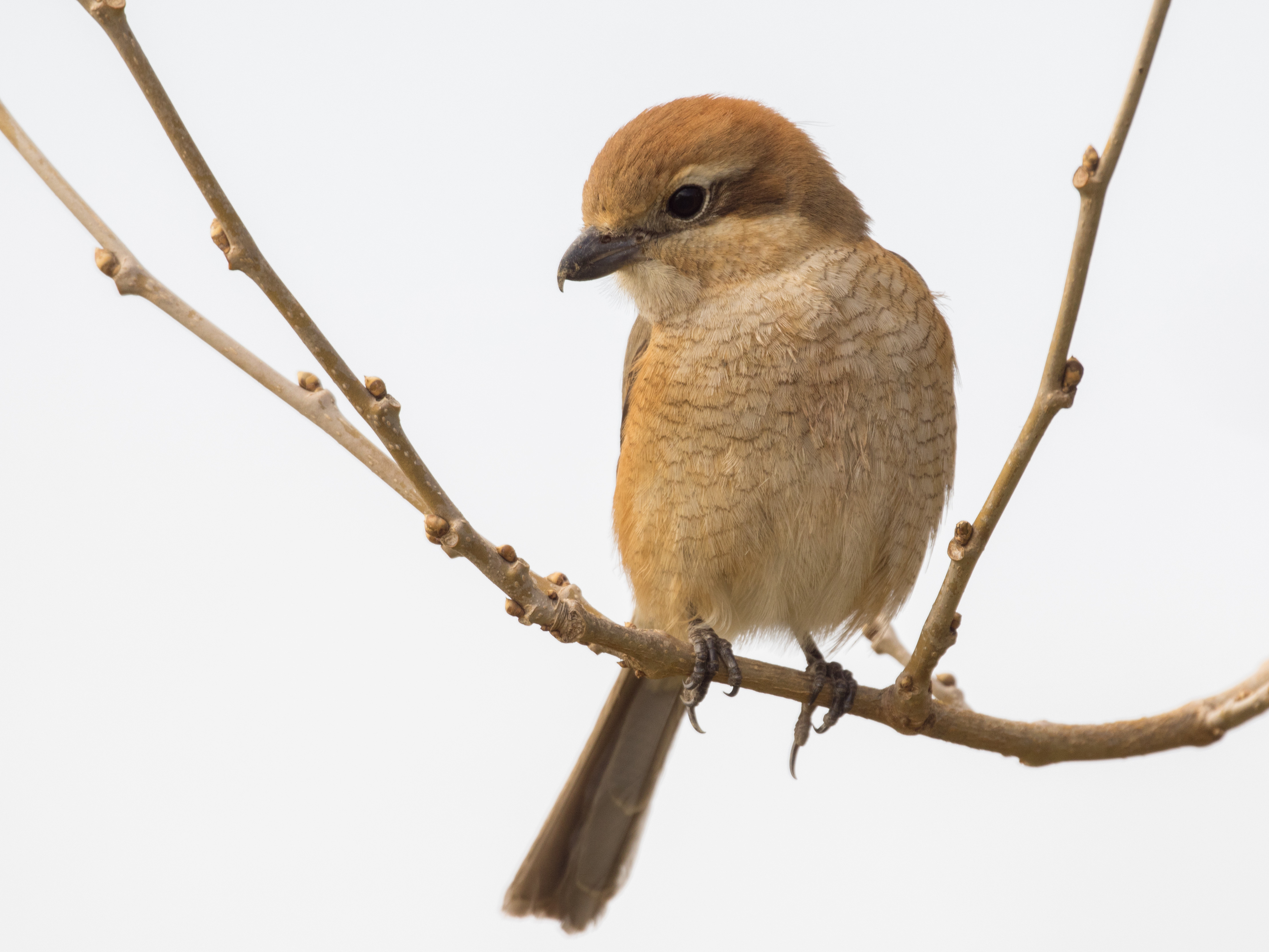 逃げないモズ シニアの鳥撮り 素人日記 逃げないモズ シニアの鳥撮り 素人日記