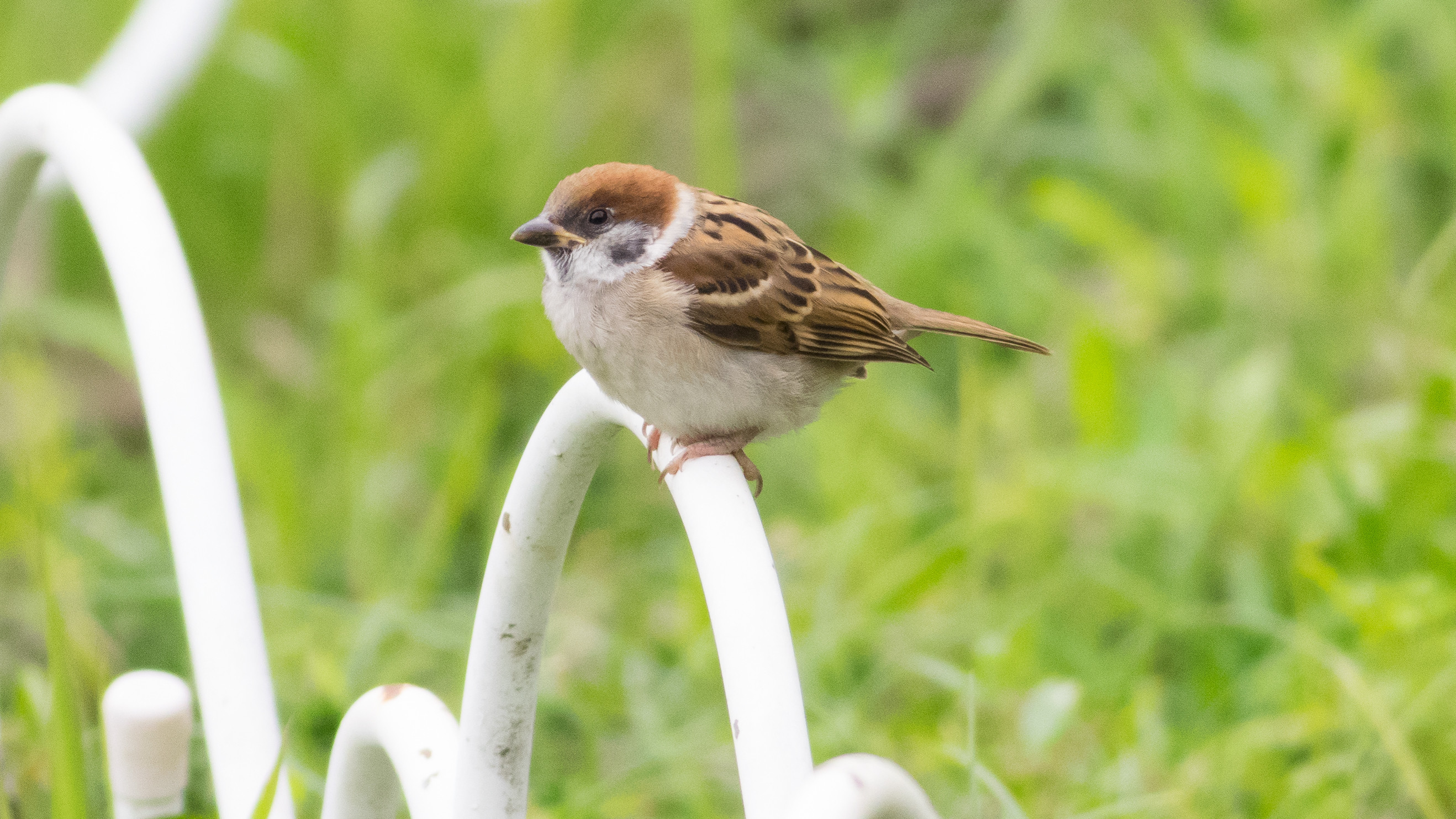 スズメの幼鳥 シニアの鳥撮り 素人日記