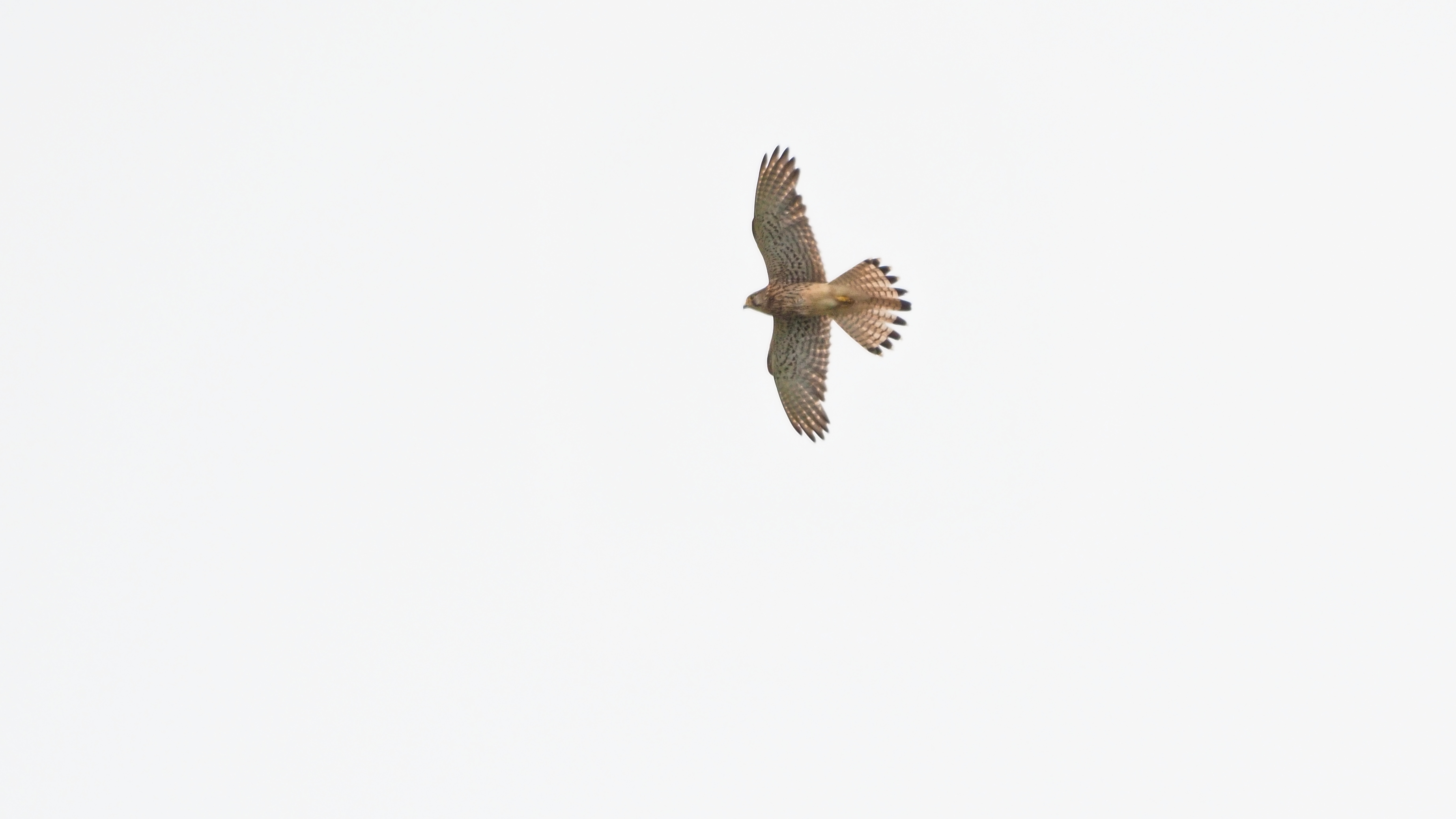 今季のチョウゲンボウ 記録３e シニアの鳥撮り 素人日記