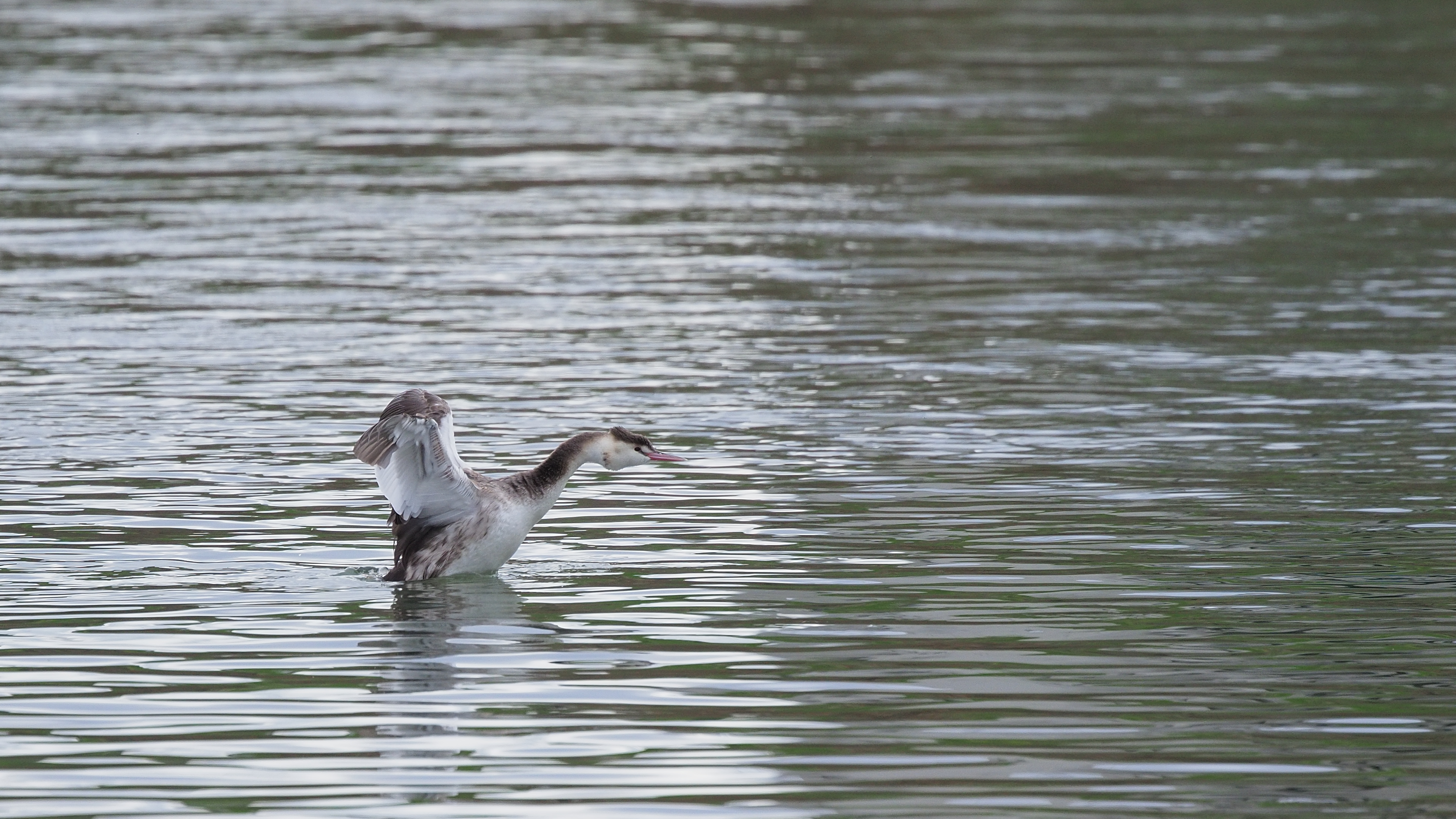 イソヒヨドリ雌と雄 : シニアの鳥撮り・素人日記