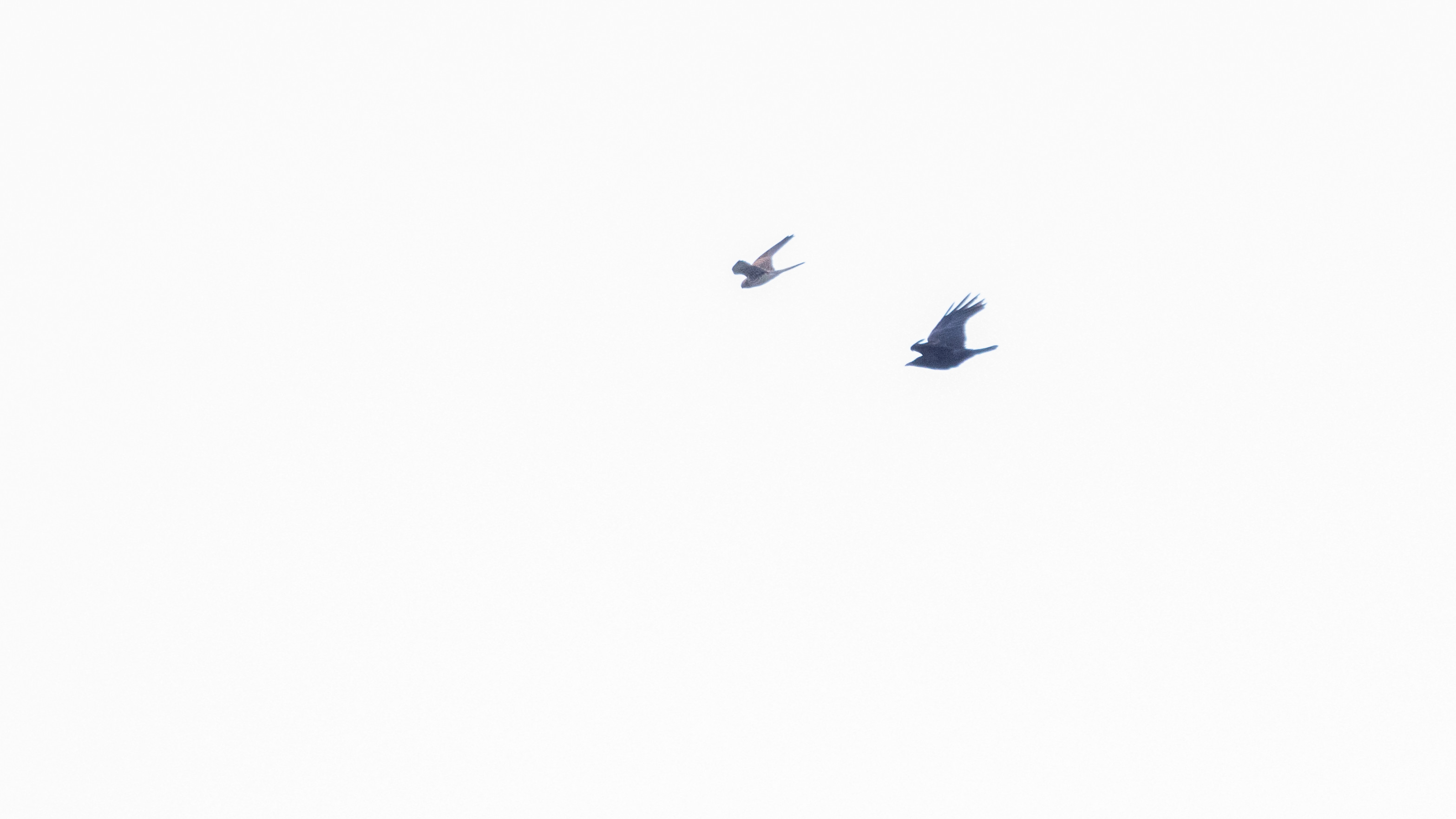 オオタカかハイタカ にハヤブサ シニアの鳥撮り 素人日記