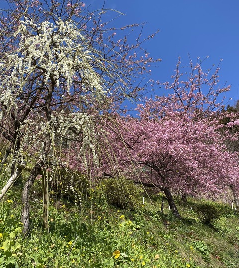 E1E1CE13-FEBD-4B40-8FF8-E9353AEC0996