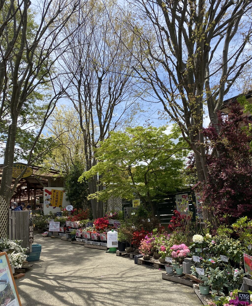 秦野 木村植物園 定年親父の気まぐれブログ